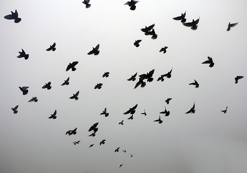 Vinyl Teppich kindlich fliegende vögel muster - TenStickers