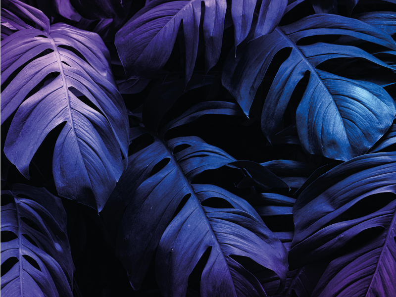 Vinyl Teppich Blumen tropisches blattdesign - TenStickers