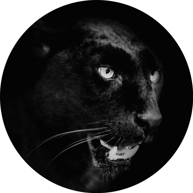 Vinylteppich Tiere Porträt des schwarzen panthers - TenStickers