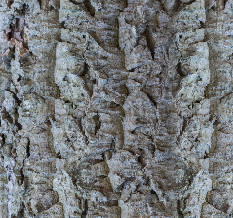 Tapete Holzoptik rindenstruktur - TenStickers