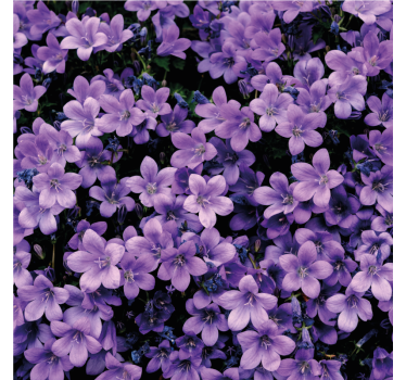 Blumentapete mit vagen lila blumen - TenStickers