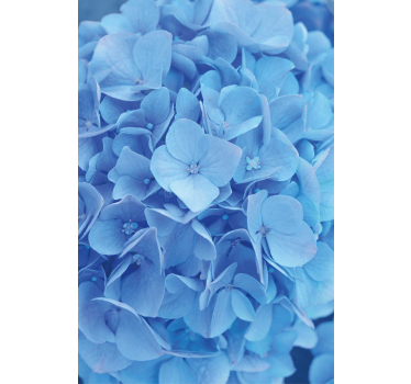 Blumentapete hortensienblüten - TenStickers
